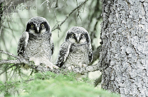 Northern Hawk Owlets
