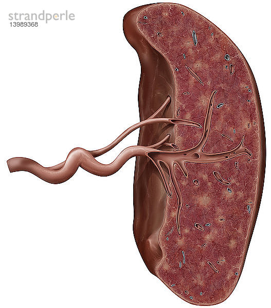 Cross section of the spleen,  Illustration