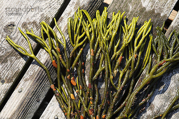 Green Fleece Seaweed