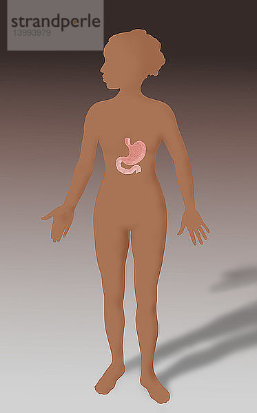 Illustration of Stomach