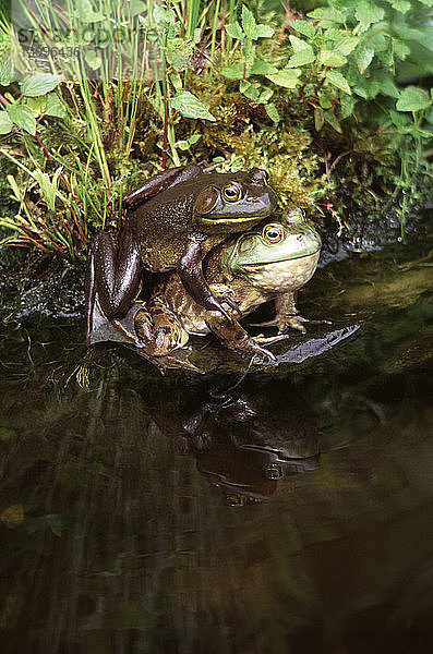 Bullfrogs mating