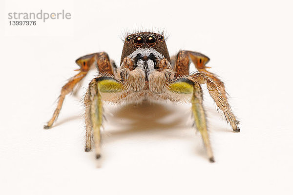 Female Regal Jumping Spider
