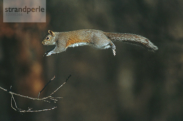 Gray Squirrel Jumping