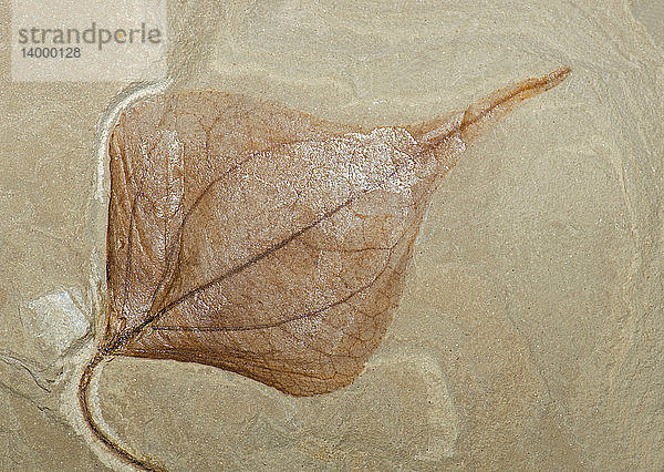 Leaf Fossil