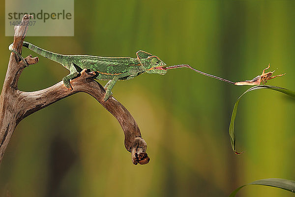 Veiled chameleon Catches Cricket
