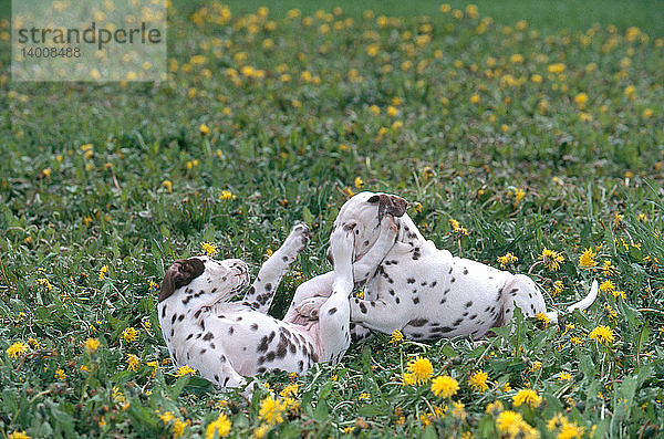 Pair of Dalmatian puppies in Summer
