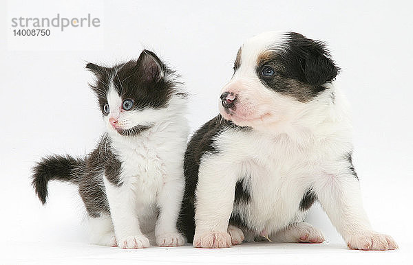 Border Collie Puppy and Kitten