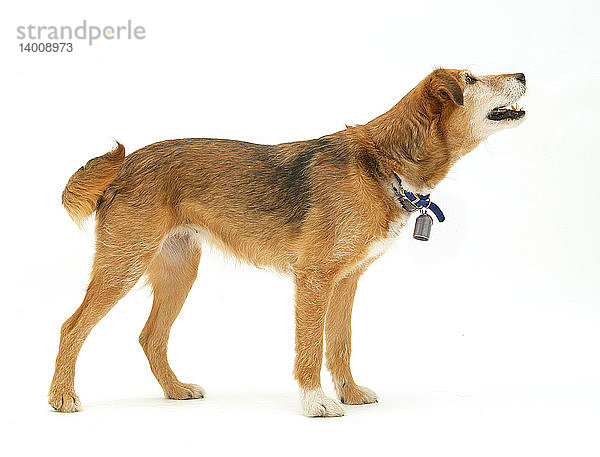 Border Collie x Lakeland Terrier with Bell