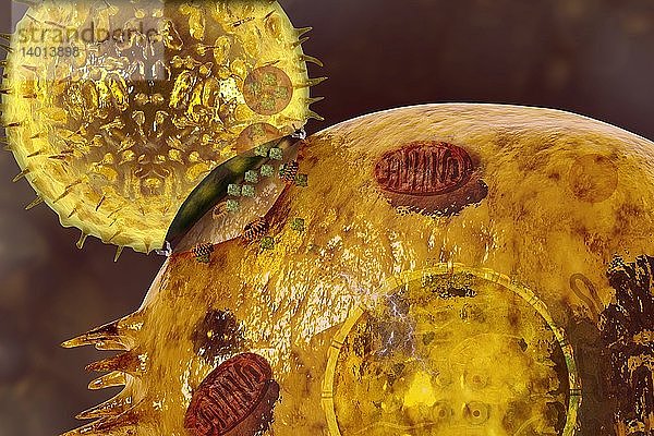 Immune synapse,  illustration