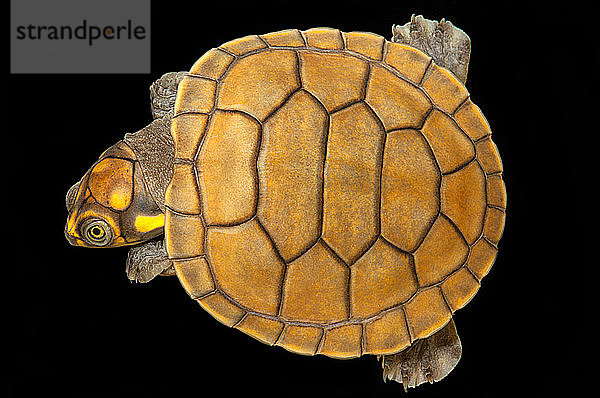 The Yellow-spotted River Turtle