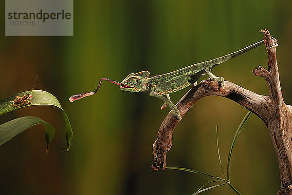 Veiled chameleon Catches Cricket