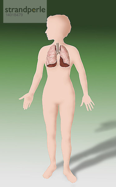 Lung Illustration