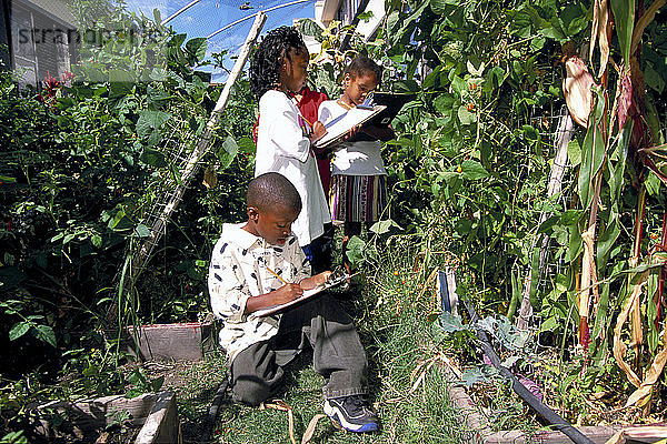 African American 1st graders sketch plants