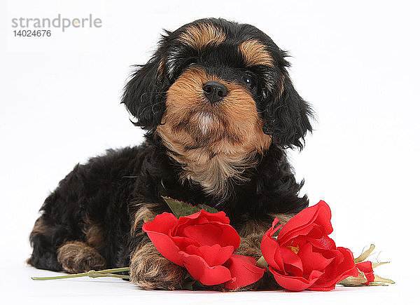 Cavapoo Pup With Roses