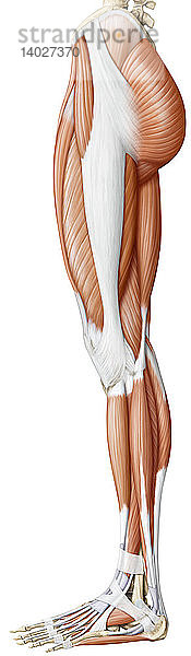 Muscles of the lower body,  Illustration