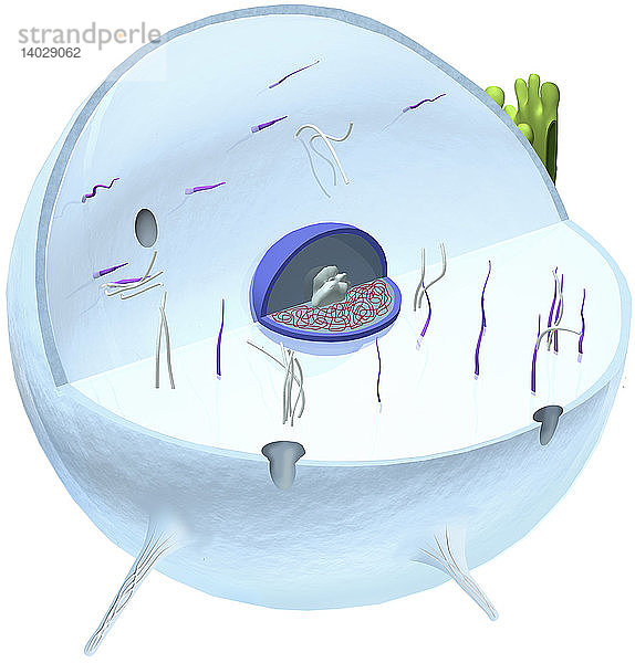 Human cell,  Illustration
