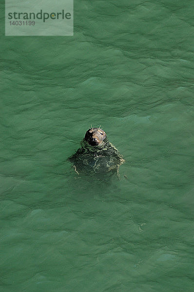 Grey Seal (Halichoerus grypus) bull