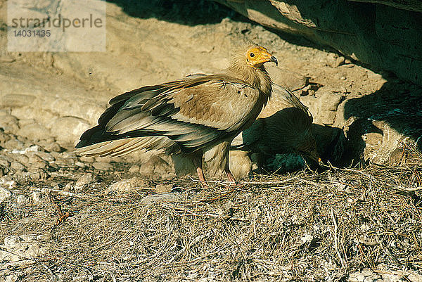 Egyptian Vultures at Nest