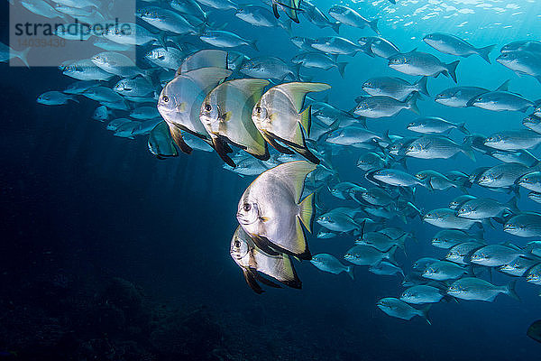 Longfin Batfish,  Indonesia