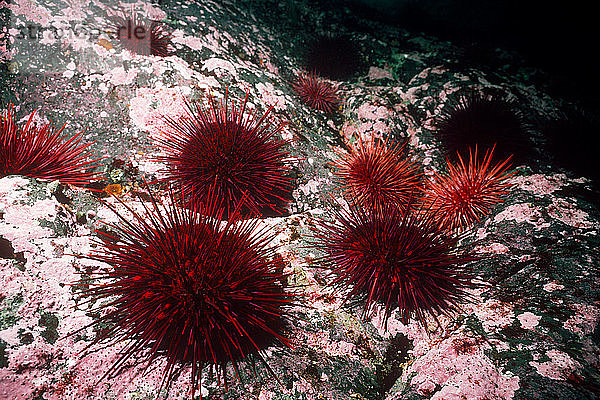 Giant Red Sea Urchins