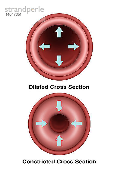 Blood Vessel Constriction and Dilation