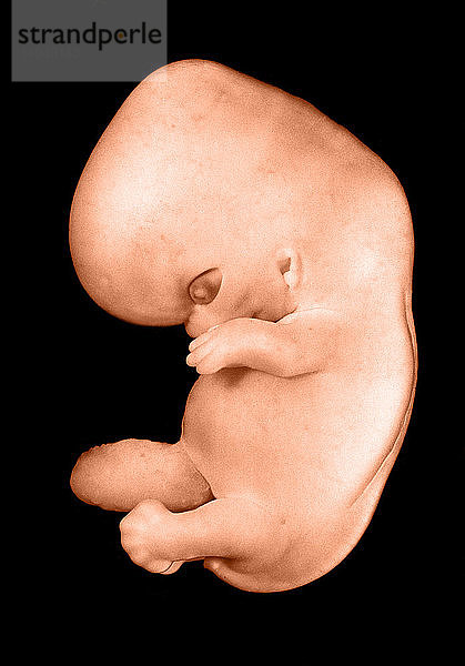 44 day old human embryo