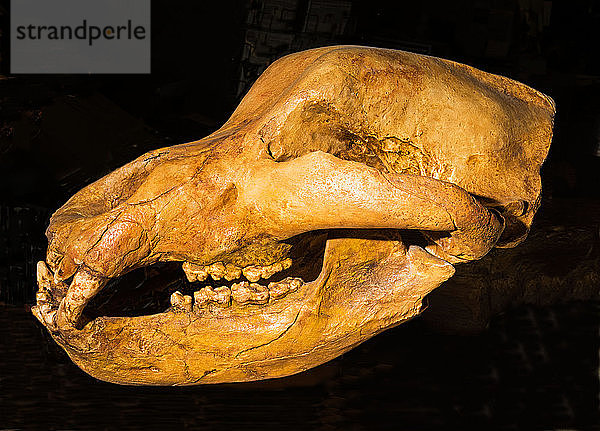Giant Long Horned Bison Skull Fossil