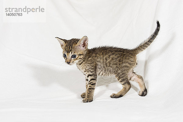 Savannah Cat Kitten