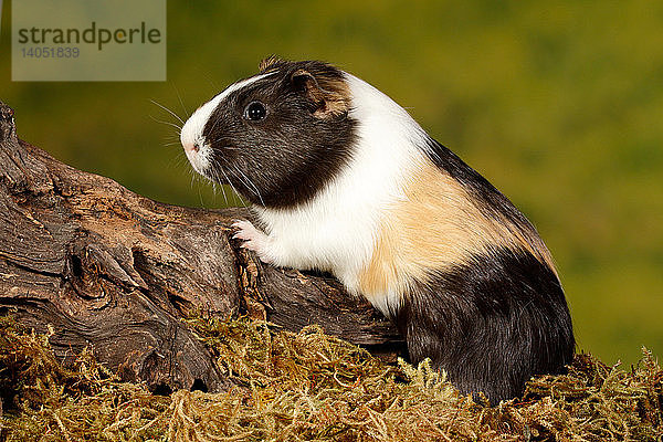 Guinea Pig climbing on log