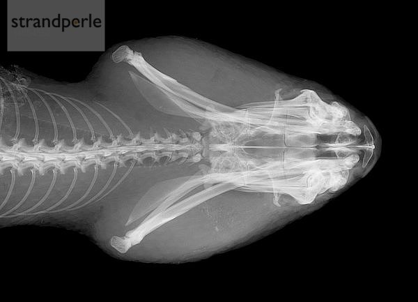 Eastern Diamondback Rattlesnake Head,  X-Ray