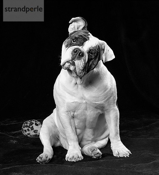 Olde Victorian Bulldogge