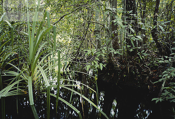 Freshwater Peat Swamp Forest