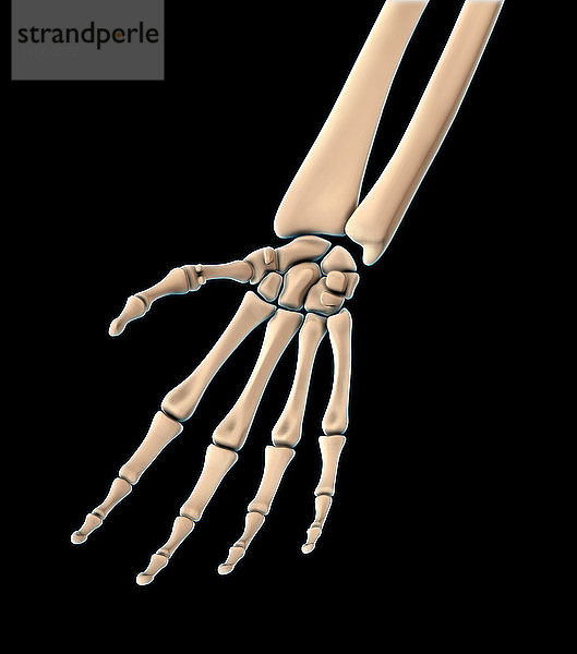 Bones of the Hand,  Palmar View