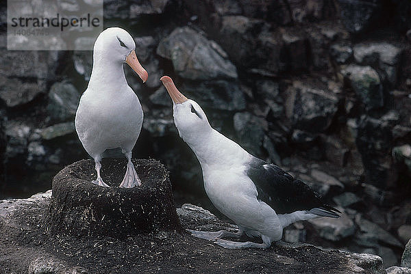Black-browed Albatross Pair