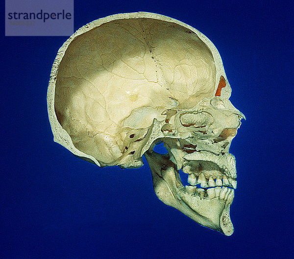 Skull,  mid sagittal section