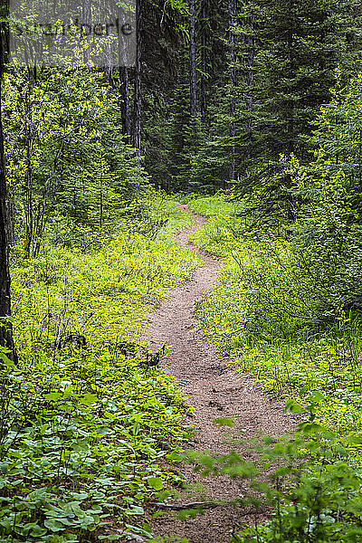 Forest Trail,  Glacier NP