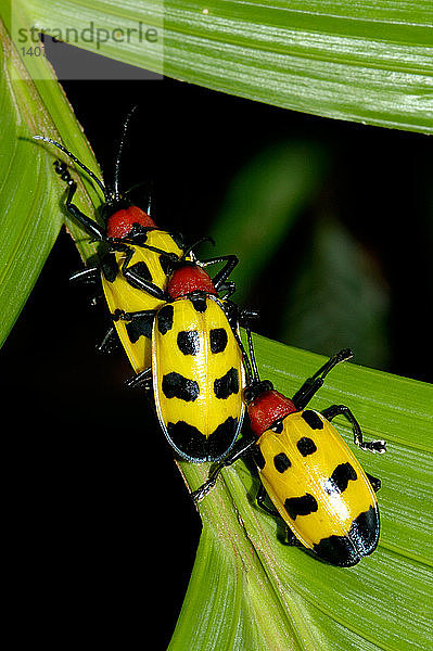 Chrysomelid Beetles