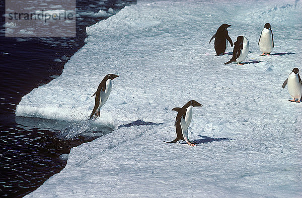Adélie Penguins Leaping from Water