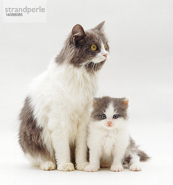 Gray-and-White Cat and Kitten