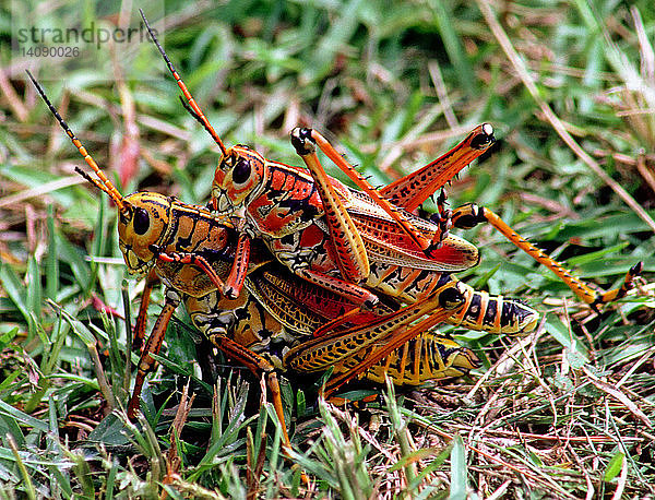 Lubber Grasshoppers mating