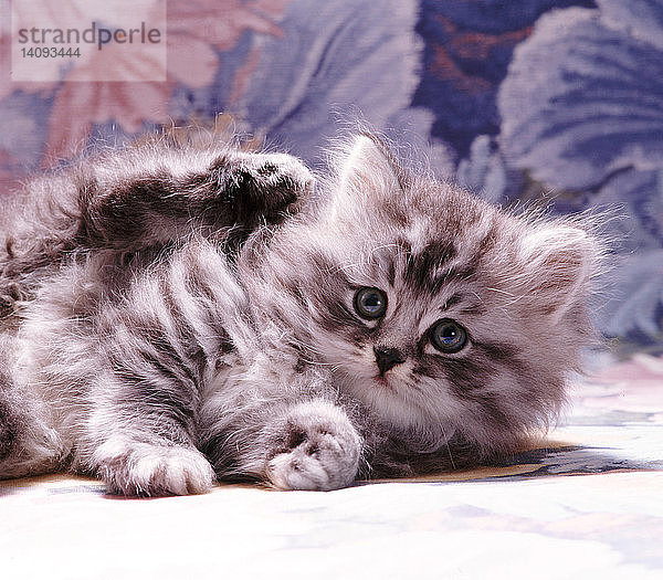 Silver Tabby kitten