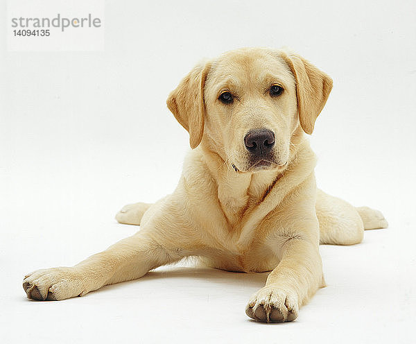 Labrador x Golden Retriever Puppy