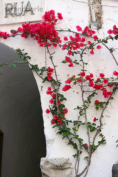 Flowers on stucco wall