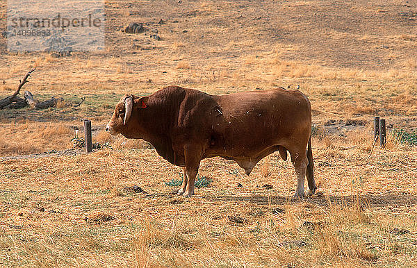Large Beef Bull