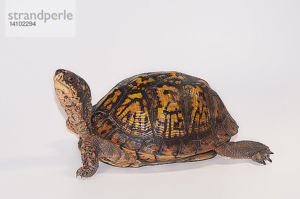 Eastern Box Turtle (T. c. carolina)