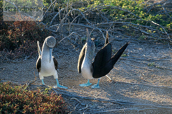 Blue-Footed Boobies