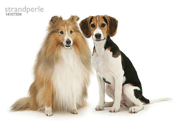 Shetland Sheepdog and Beagle Puppy