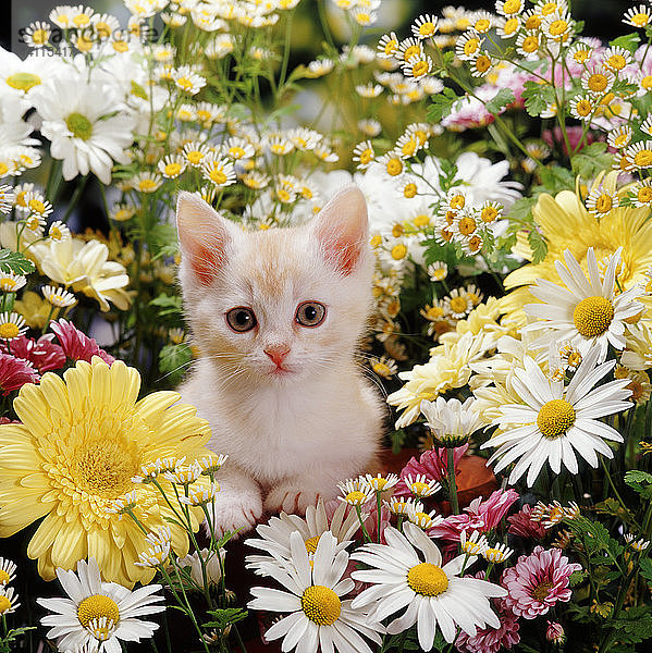 Cream Burmilla kitten