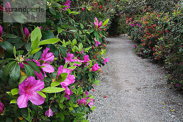Rhododendrons,  South Carolina
