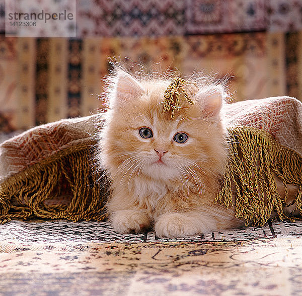Red Persian-cross kitten